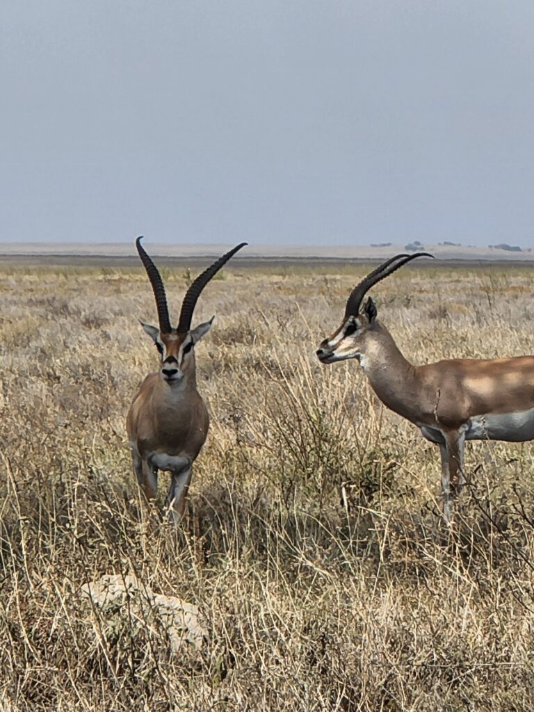 two gazelles in the bush