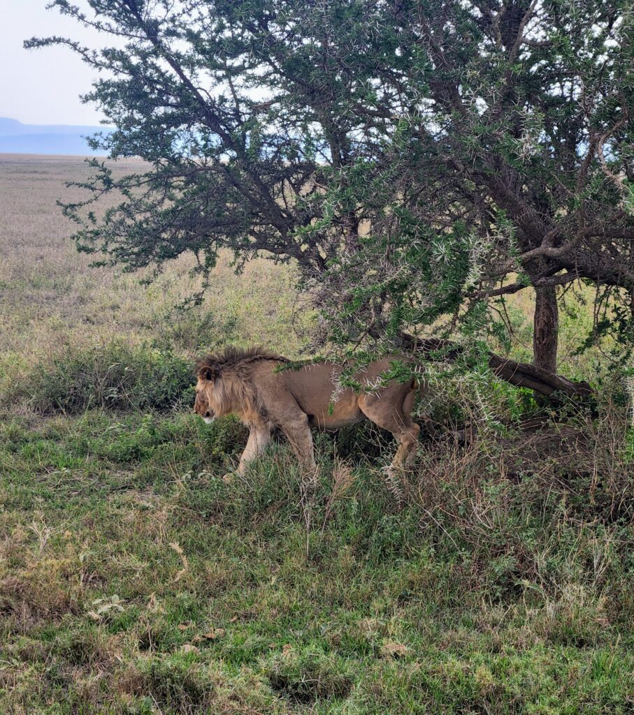 lion walking from under tree