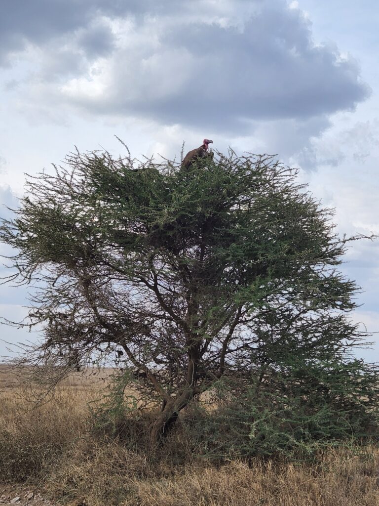 vulture atop tree in the Serengeti